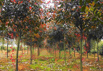 誠(chéng)成城紅樹(shù)林